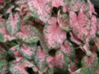 Caladium pink beauty - achizitii-00