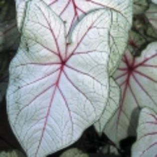 White Queen - achizitii-00