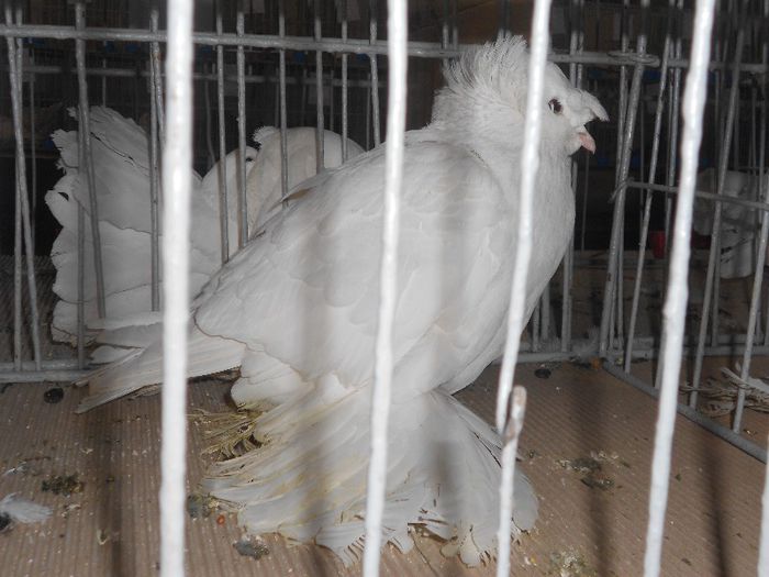 DSCN1620 - Expo Carei 2013