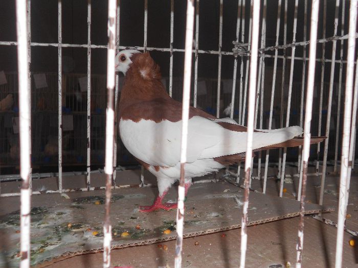 DSCN1621 - Expo Carei 2013