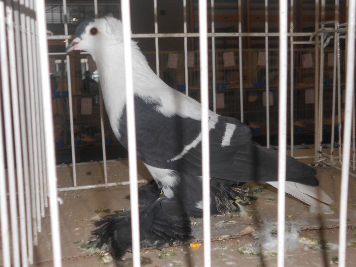 DSCN1630 - Expo Carei 2013