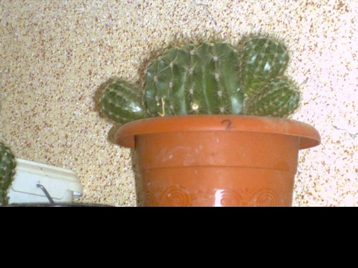 Picture 1404 - cactusi