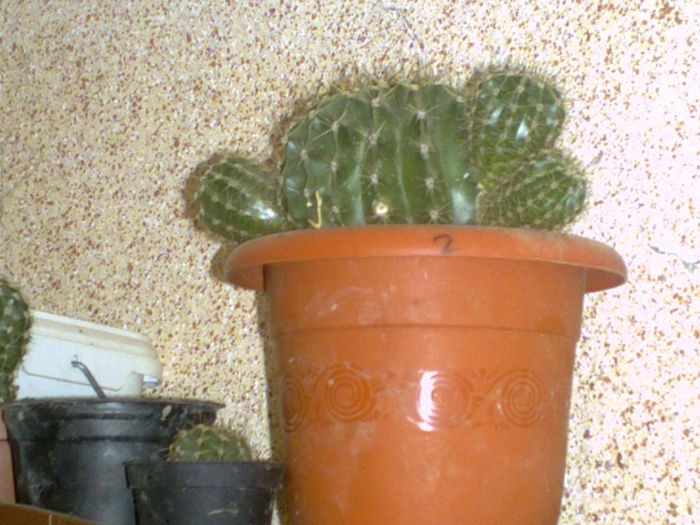 mov - cactusi