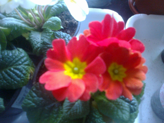 primula - Diverse flori