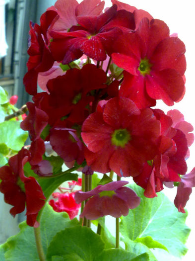 primula obconica - balcon 2013