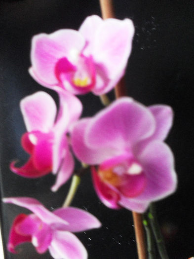 SDC10308 - phalaenopsis midi