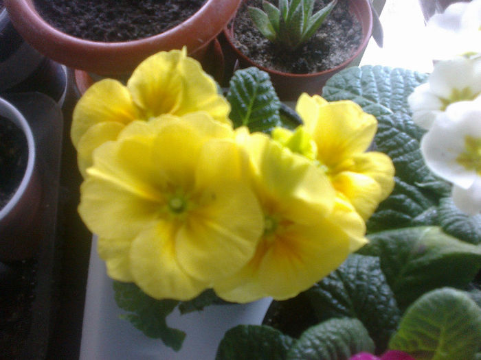 un galben frumos - Diverse flori