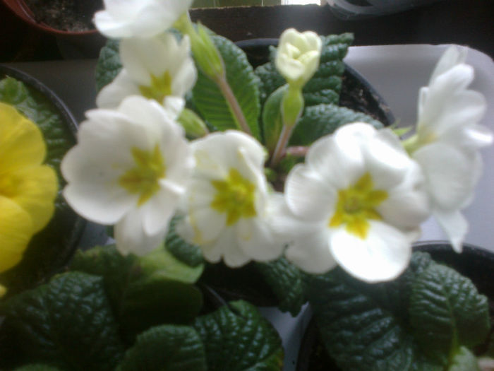 si o primula alba - Diverse flori