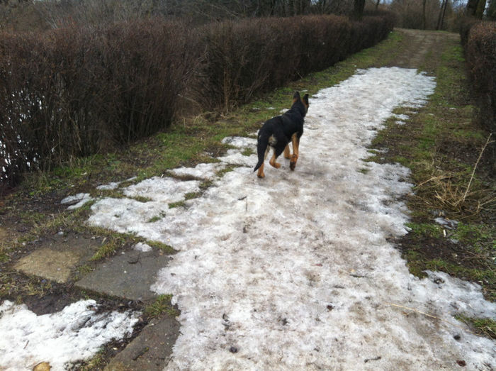 Zorro puiul lyi Jessy 007