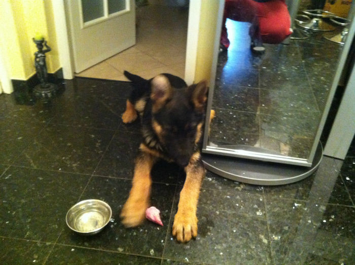 Zorro puiul lyi Jessy 013