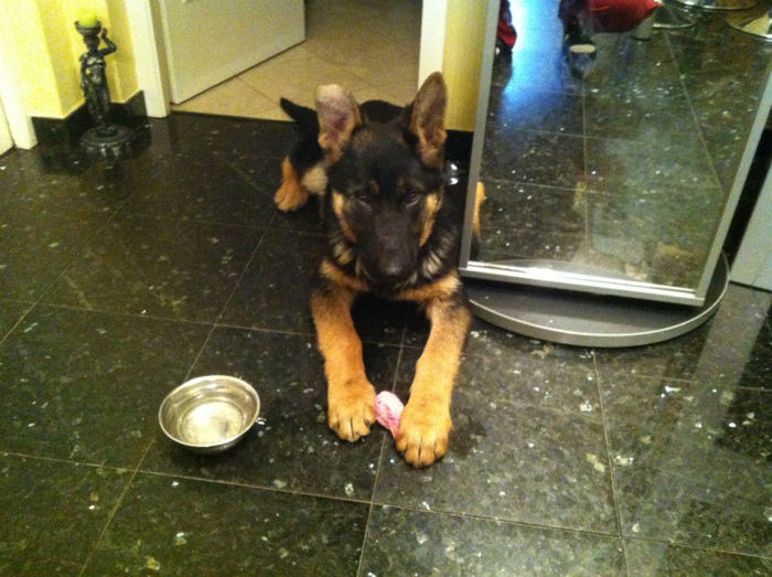 Zorro puiul lyi Jessy 014