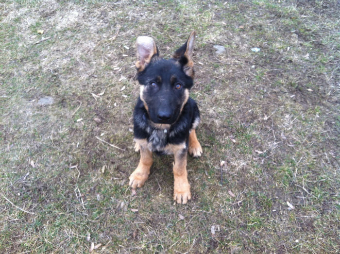 Zorro puiul lyi Jessy 001