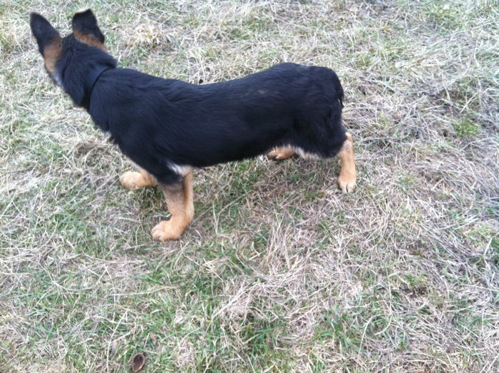 Zorro puiul lyi Jessy 003