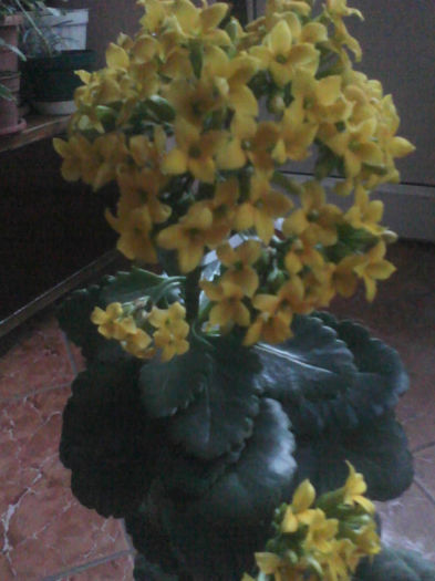 kalanchoe galben