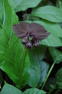 Tacca chantrieri seminte - 2013 ACHIZITII