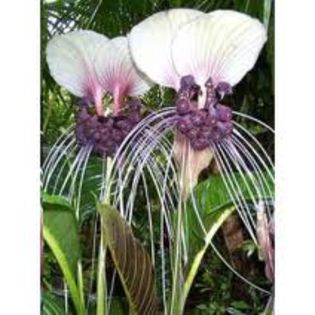 tacca integrifolia seminte