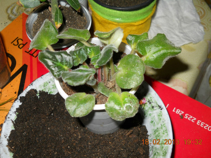 18.02.2013 002 - FEBRUARIE 2013