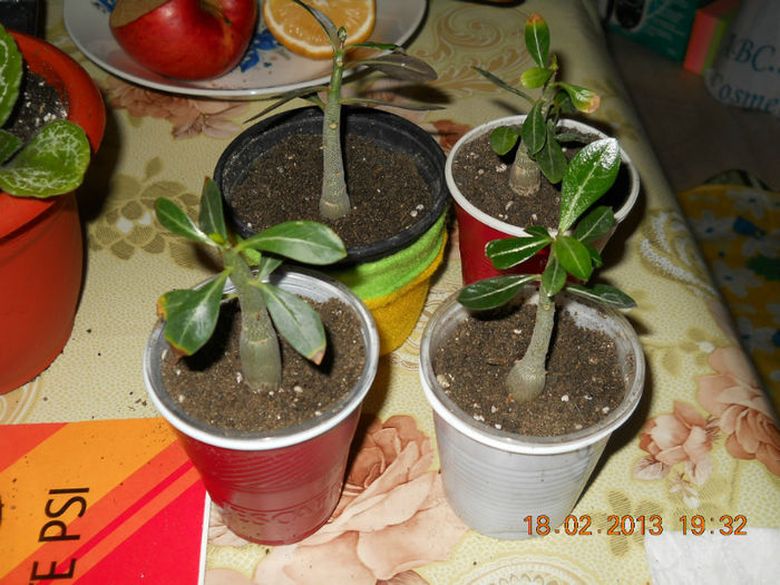 18.02.2013 003 - FEBRUARIE 2013