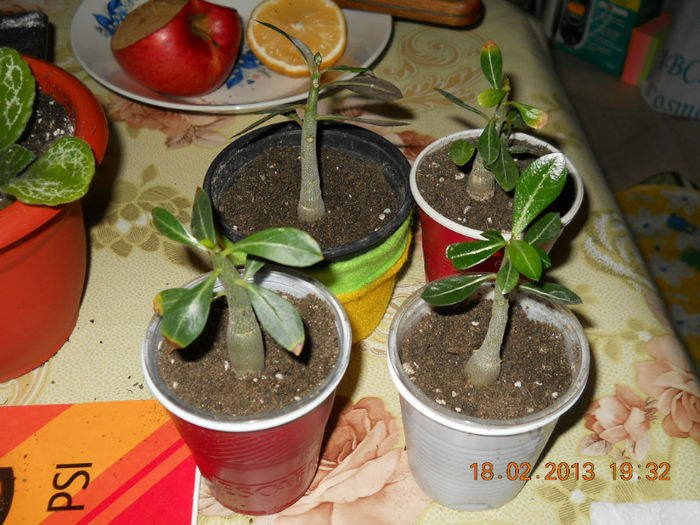 18.02.2013 004 - FEBRUARIE 2013
