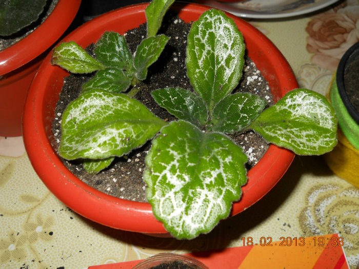 18.02.2013 005 - FEBRUARIE 2013