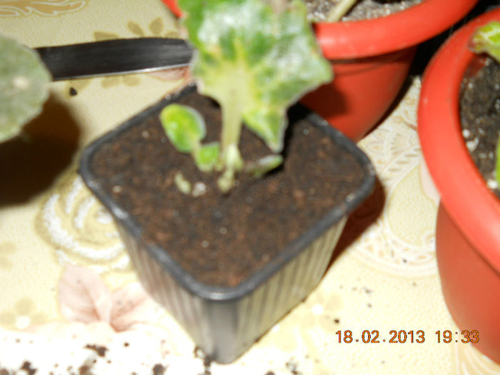 18.02.2013 006 - FEBRUARIE 2013