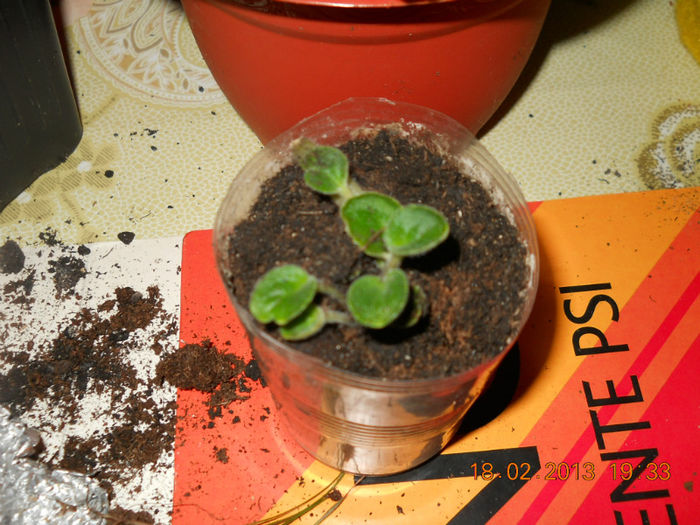 18.02.2013 007 - FEBRUARIE 2013