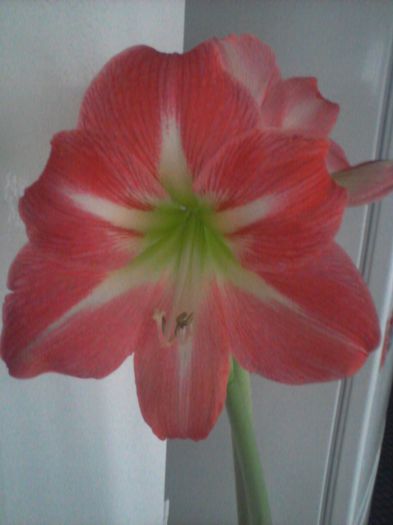 exposurse - amaryllis2012-2013