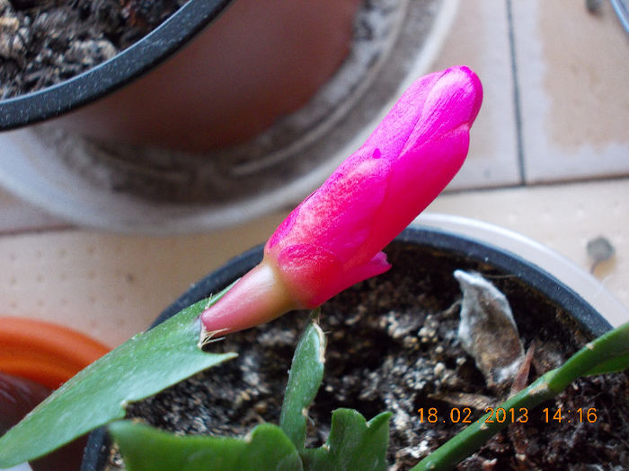 18 febr 2013-flori 015