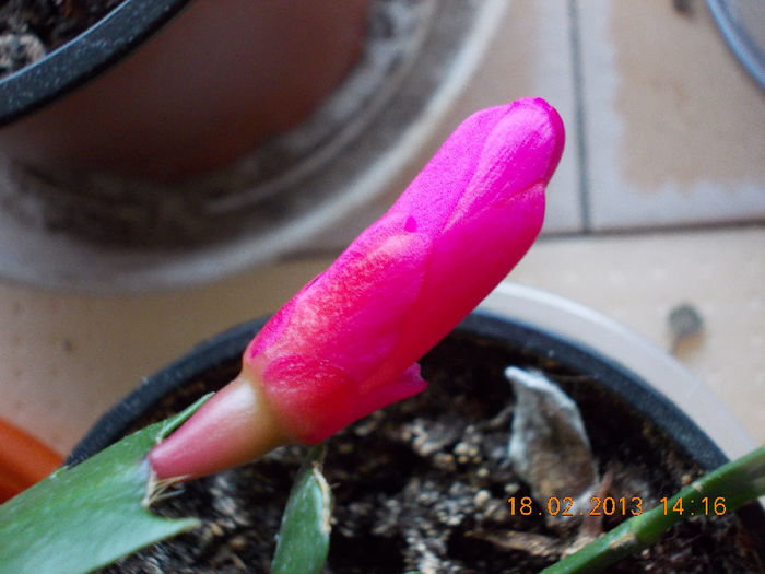 craciunita ciclam