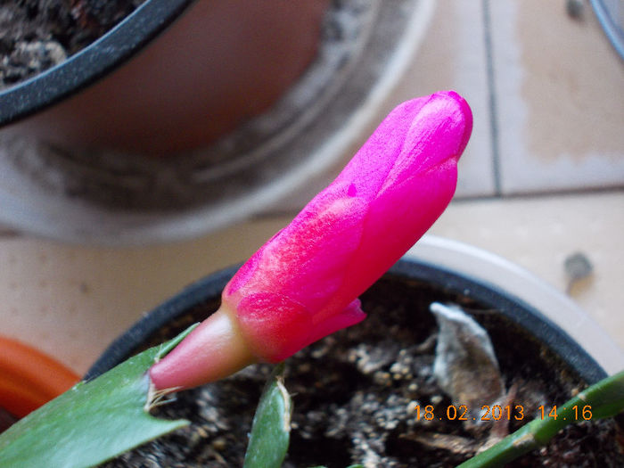 18 febr 2013-flori 017