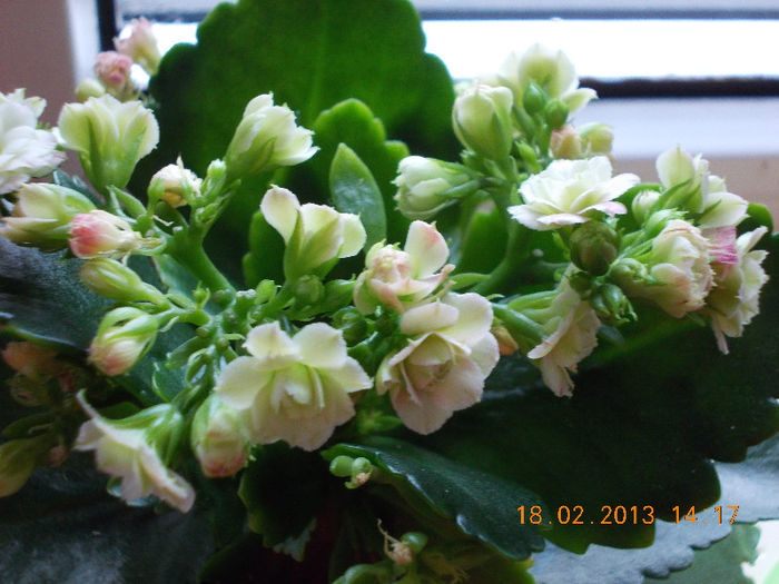 18 febr 2013-flori 023