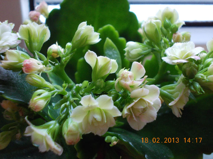 kalanchoe - februarie 2013