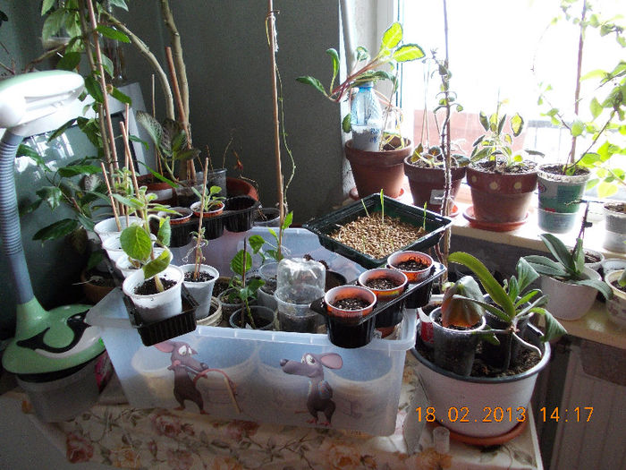 18 febr 2013-flori 026 - februarie 2013