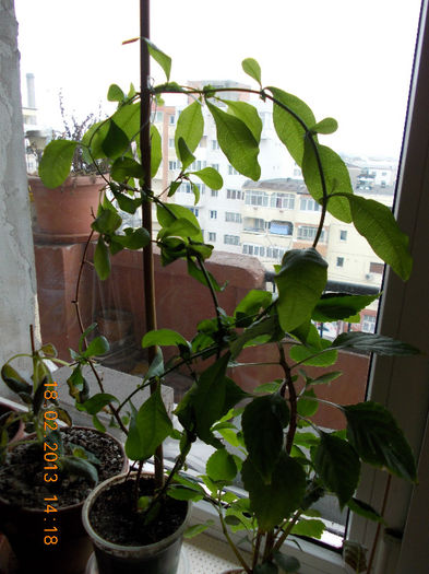 18 febr 2013-flori 027