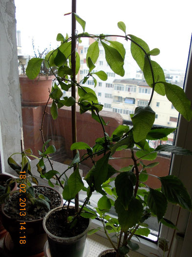 18 febr 2013-flori 029