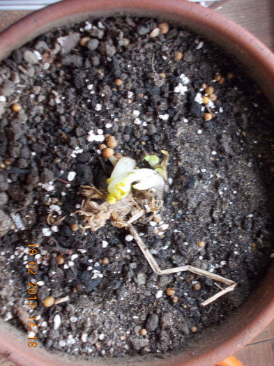 dicentra spectabilis alba