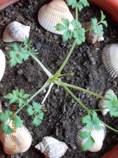 dicentra spectabilis(roz)