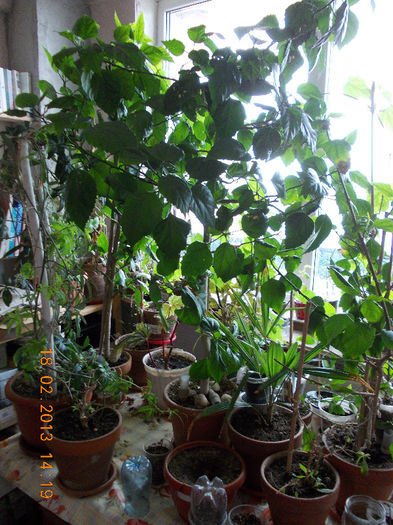 18 febr 2013-flori 038