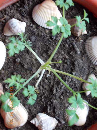 18 febr 2013-flori 035 - dicentra spectabilis