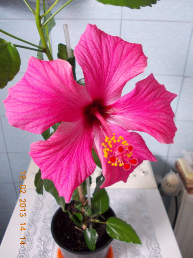 hibi ciclam simplu - hibiscus -1