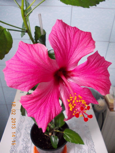18 febr 2013-flori 014 - hibiscus -1