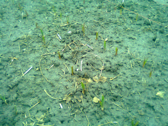 09.02.2013.0 usturoi; acesta a fost plantat in 2 decembrie 2012
