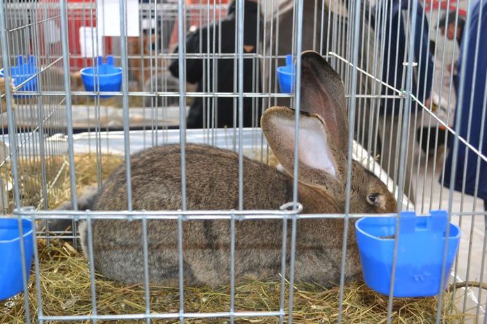 Un campion obosit dupa sedinta foto