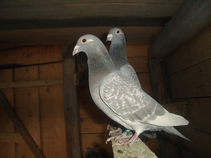 DSC03040 - matca