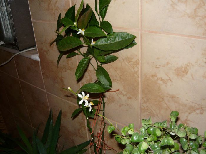 citrus limonia - a citrice