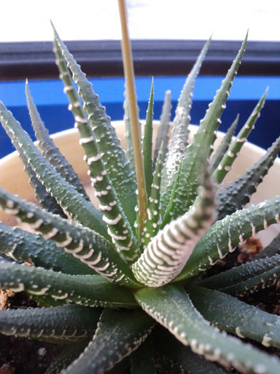 DSC04731 - HAWORTHIA FASCIATA - 2013