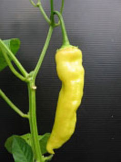 Ardei iute AjiCristal - De vanzare seminte -legume-mirodenii-flori-arbori