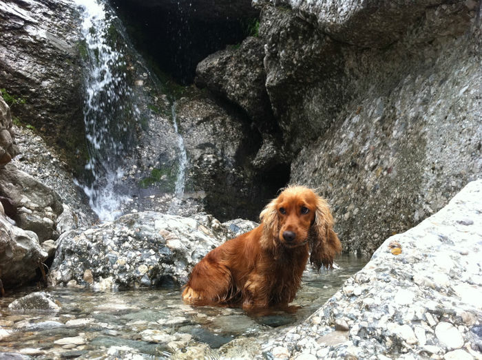 Valea Alba - Cascade si oaze de apa (5) - Bucegi - Valea Alba