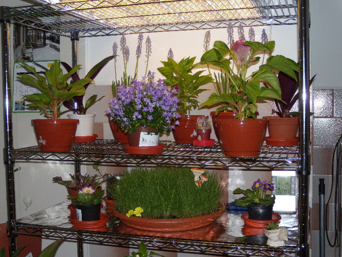 DSCN6596 - In casa_2013