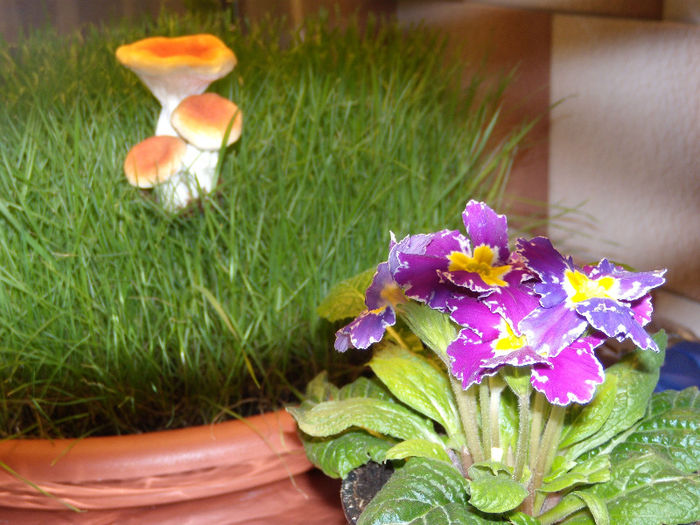 DSCN6598 - In casa_2013